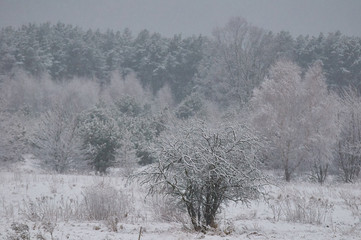 Drzewa i krzaki w śniegu
