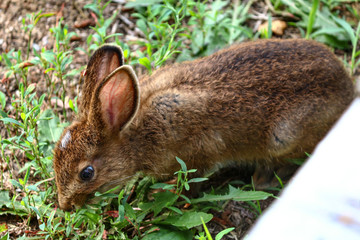 Cute baby bunny 