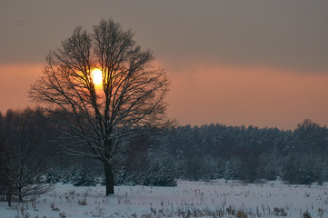 Zachód słóńca w drzewie, zima, śnieg