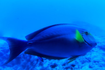 Fish
