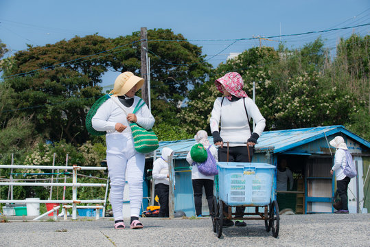 いつでもおしゃべり、海に向かう海女