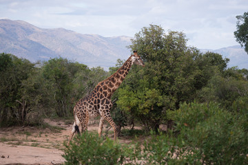 Giraffe in Kruger National Park