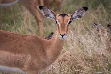 Naklejka na ściany i meble Female Impala Antelope in Kruger National Park, South Africa