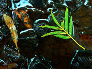 Liść Na Kamieniach W Potoku 