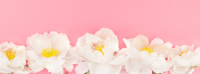 Blooming white peony flowers