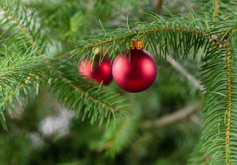 Real Christmas tree with hanging glowing red ornament