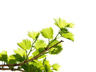 Grape branches with the young green shining leaves isolated