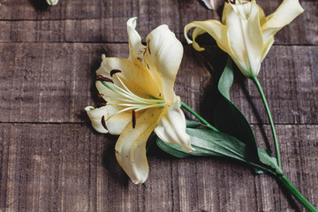 beautiful yellow lily flower on rustic wooden background flat lay. gorgeous bloom minimalistic  on rustic wood backdrop. space for text. greeting card. celebration concept. spring image