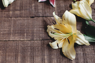 beautiful yellow lily flower on rustic wooden background flat lay. gorgeous bloom minimalistic  on rustic wood backdrop. space for text. greeting card. celebration concept. spring image