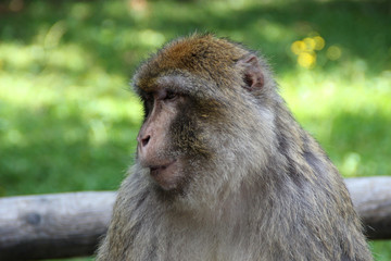 Ein Berberaffe