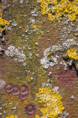 lichen background