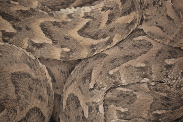 background snake - venomous snake background in Africa