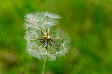 Dandelion clock seed head