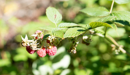 Ripe raspberries on raspberry bushes in nature