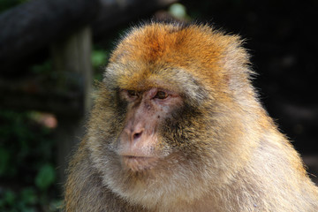 Ein Berberaffe