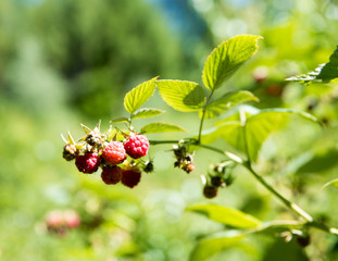 Ripe raspberries on raspberry bushes in nature