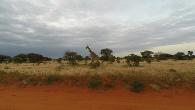 wild living giraffes in kenya