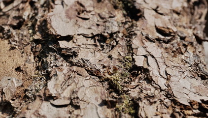 pine bark close-up