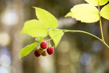 Ripe raspberries on raspberry bushes in nature
