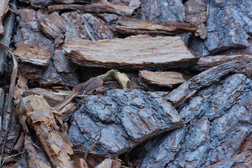 pine bark pieces of bark close-up