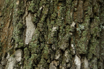 of poplar bark texture background with moss green color