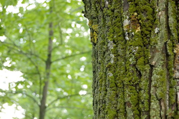 Fototapeta premium of poplar bark texture background with moss green color green tree in the background