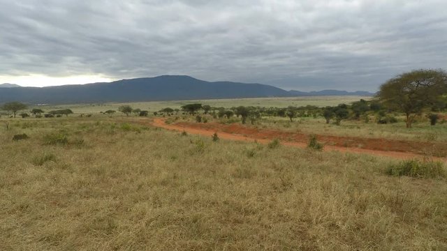 green savanna in kenya