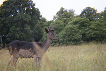 Naklejka premium Deer in the Grass