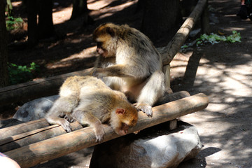 Berberaffen bei der Fellpflege
