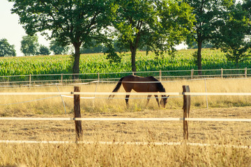 A brown horse on a farm in Germany. The horse eats grass. It is located behind the fence