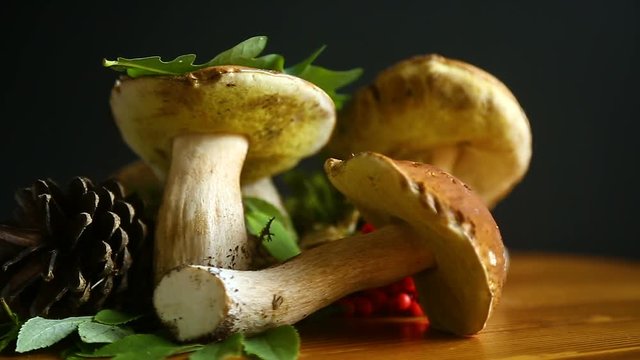 white forest mushroom