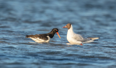 Möwe und austernfischer
