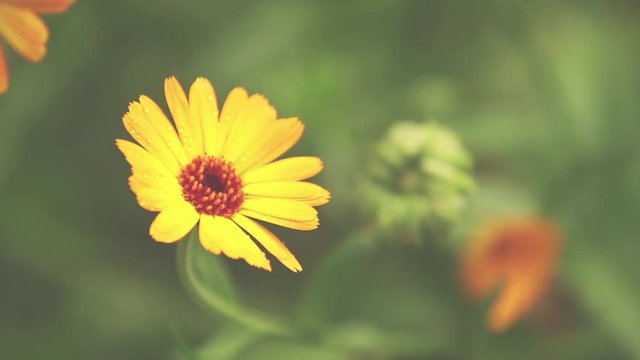 Beautiful yellow orange flowers with water drops in the garden. Marigold in the rain, light breeze close up, dynamic scene, toned video.