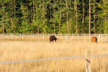 Fototapeta premium Two brown horses standing on a yellow meadow and eating grass. A beautiful landscape with animals in Germany.
