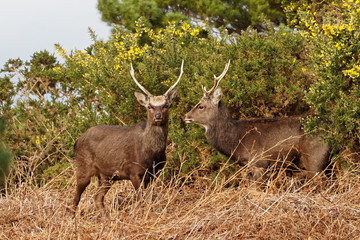Two Sika Deer Side View