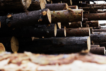 illegal felling of trees in the forest. ecology concept.