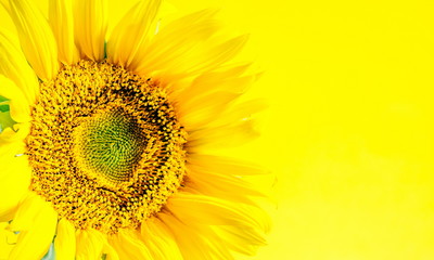 Obraz premium Sunflower close-up on a yellow background. Summer background. Flat lay, top view, copy space 