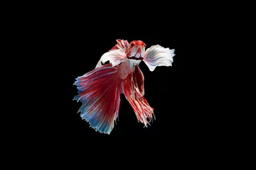 Schilderijen op glas The moving moment beautiful of red siamese betta fish or half moon betta splendens fighting fish in thailand on black background. Thailand called Pla-kad or dumbo big ear fish. © Soonthorn