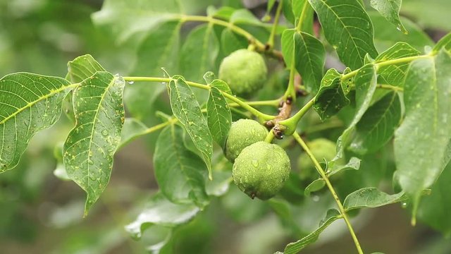 Green nuts on the branch with water drops in the garden. Trees  in the rain, close up, dynamic scene, toned video.
