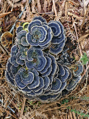 Turkey Tail Fungus