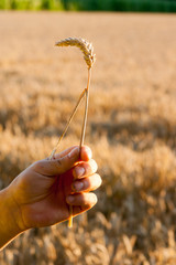 Fototapeta na wymiar Ripe wheat ears in the hand won on the wheat fields