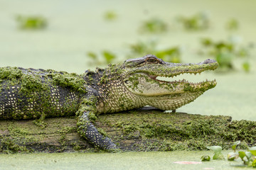 Alligator in Lake Martin