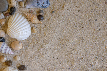 Top view of seashells and rocks on sand background - 213838237