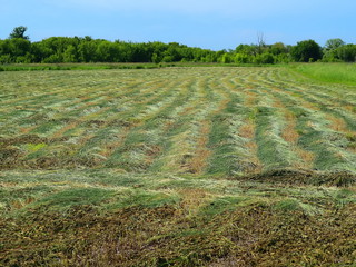 Cut green grass on a meadow in summer.