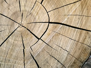 Fototapeta premium The texture of the cut tree.