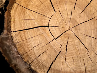 The texture of the cut tree.