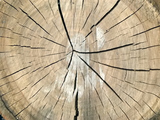 The texture of the cut tree.