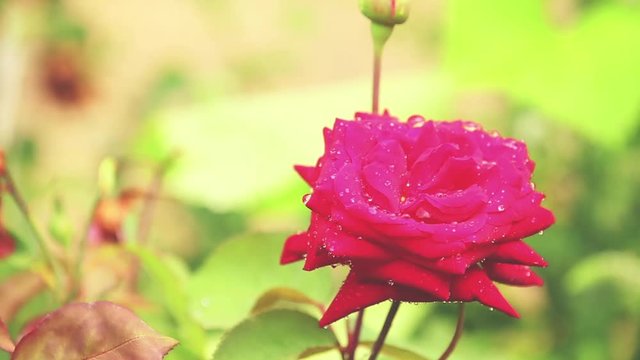 Beautiful pink red flowers with water drops in the garden. Rose in the rain, close up, dynamic scene, toned video.