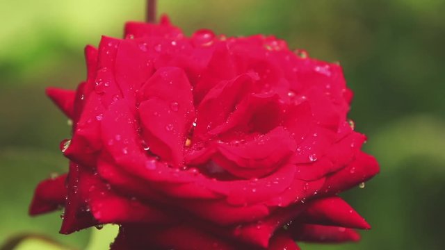 Beautiful pink red flowers with water drops in the garden. Rose in the rain, close up, dynamic scene, toned video.
