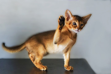 Abyssinian cat and a little ginger kitten